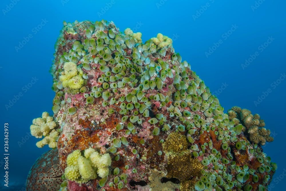Colony of Urn Ascidian or green barrel sea squirt (Didemnum molle) on the rock, Indian Ocean, Maldives, Asia