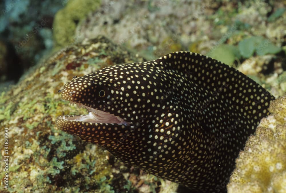 Gymnothorax meleagris / Murène ponctuée / Murène perlée