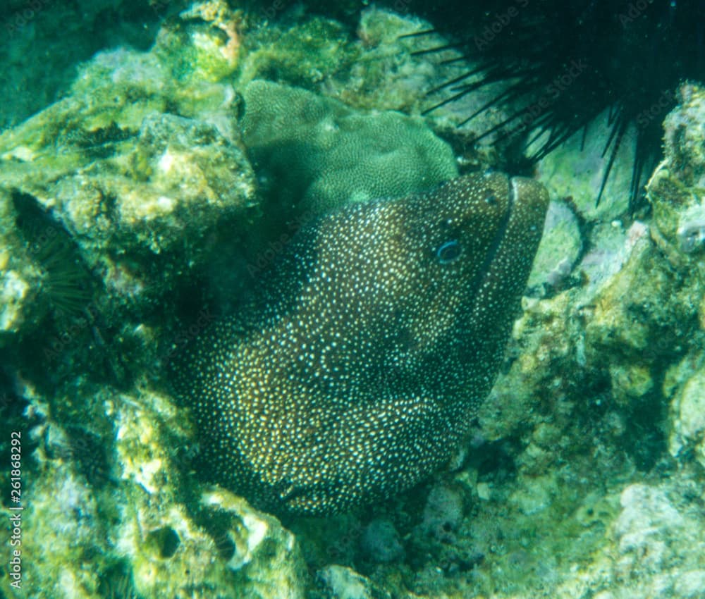 Whitemouthed Moray; Gymnothorax meleagris