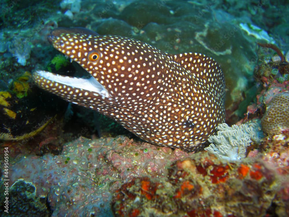 Whitemouth Moray Eel (Gymnothorax Meleagris) in the filipino sea 8.12.2012