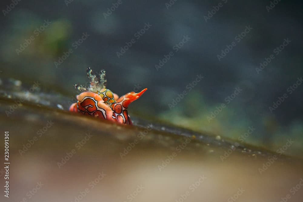 Psychedelic Batwing Slug, Psychedelische Fledermausschnecke (Sagaminopteron psychedelicum)