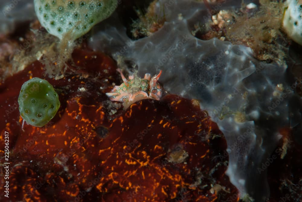 Sagaminopteron psychedelicum Sea Slug