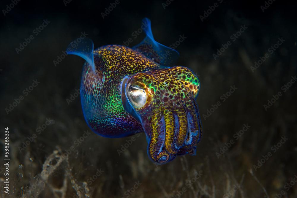 Berry's Bobtail Squid - Euprymna berryi hunting in the night. Amazing underwater world of Tulamben, Bali, Indonesia.