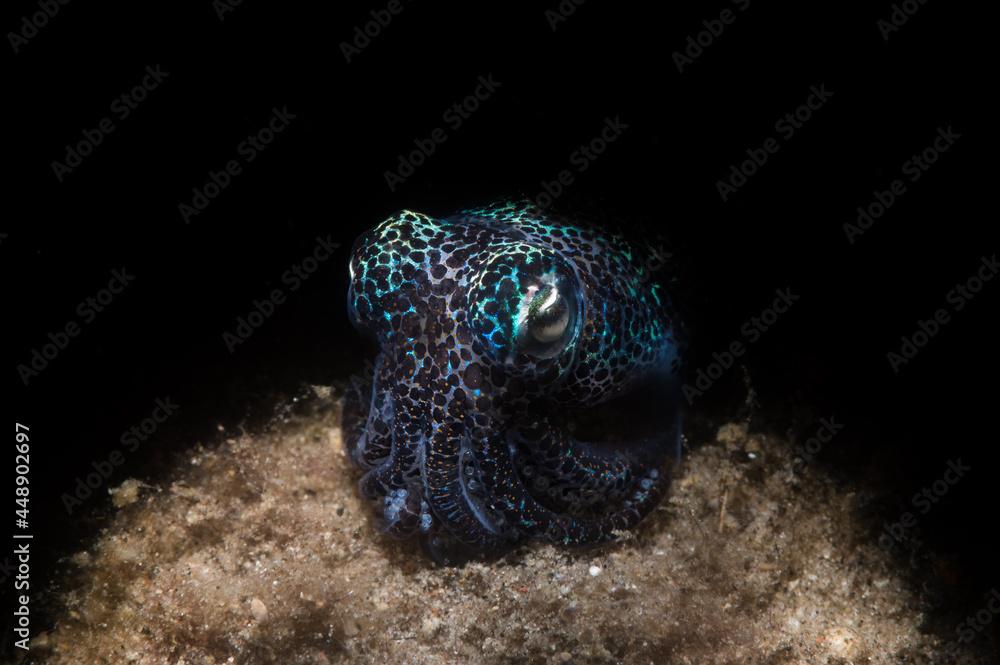 Bob-tailed squid with scientific name Euprymna berryi