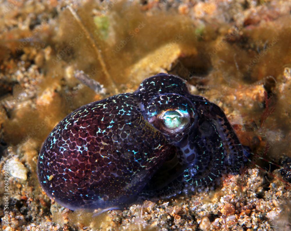 Berrys Bobtail Squid (Euprymna berryi). Anilao, Philippines