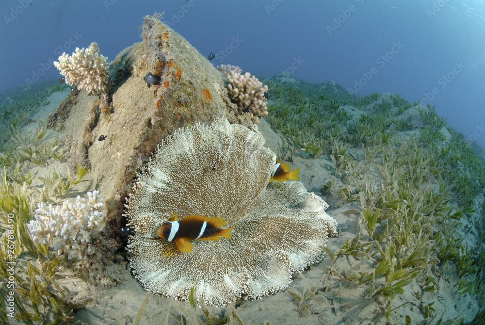 red Sea anemonefish