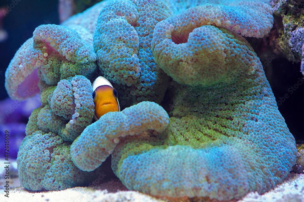 Amphiprion polymnus, also known as the saddleback clownfish or yellowfin anemone fish seek protection from a Haddon's Carpet Sea Anemone, Stichodactyla haddoni 