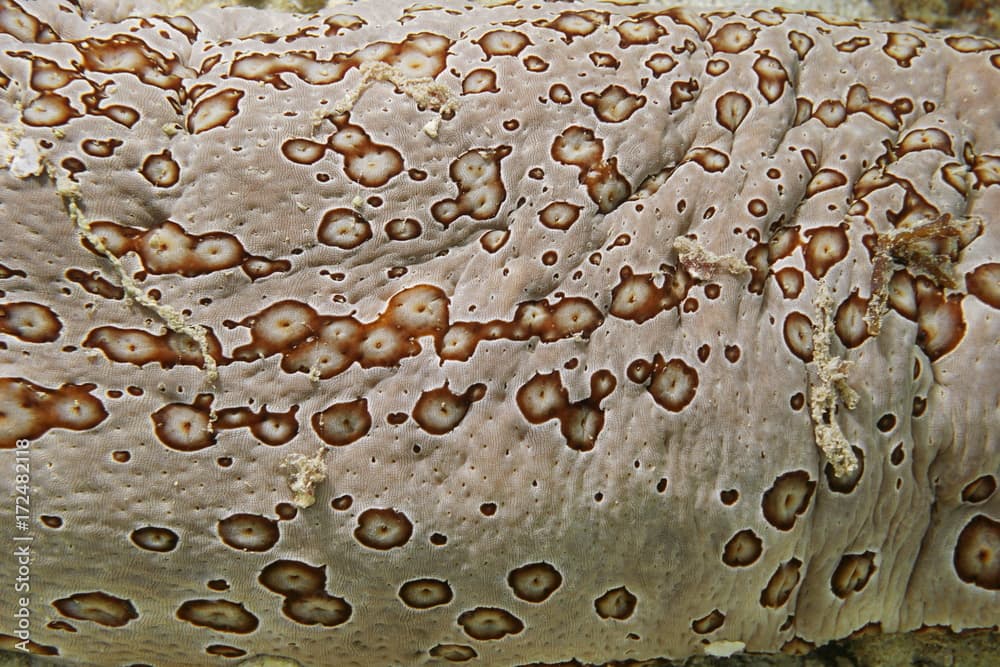 Underwater marine life close up of leopard sea cucumber skin, Bohadschia argus, Pacific ocean, French polynesia