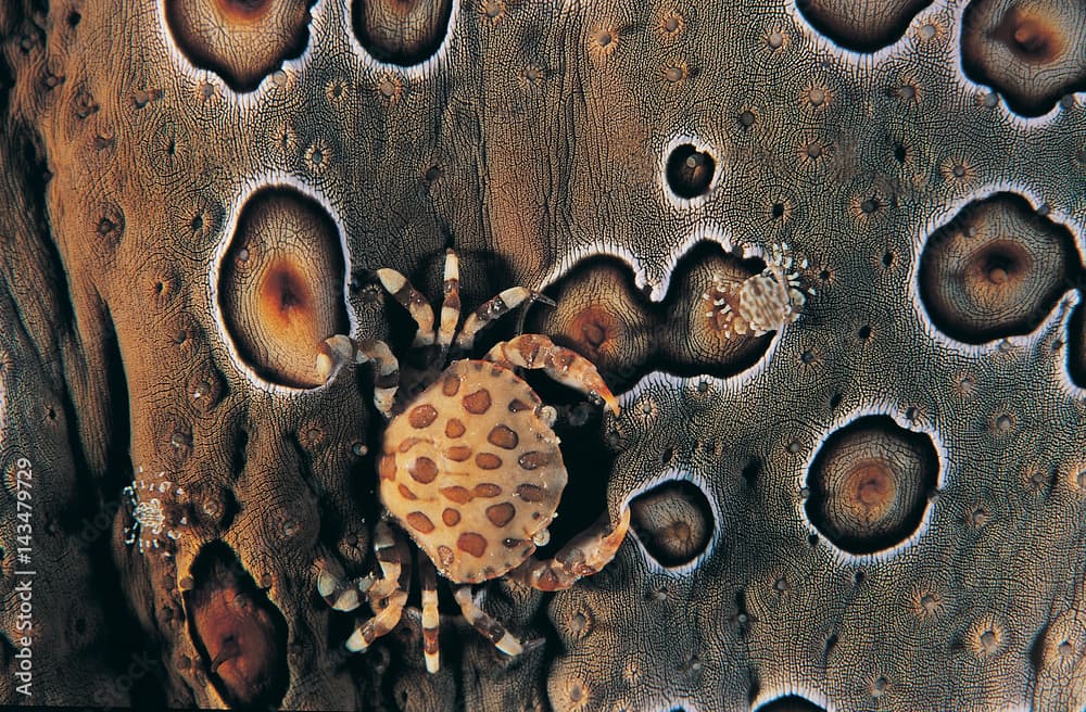 Commensal crabs on a leopard sea cucumber, Sulawesi Indonesia..