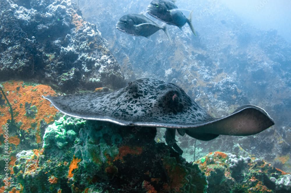 Blotched Fantail Ray (Taeniurops meyeni) swimming over the ocean rocky reef