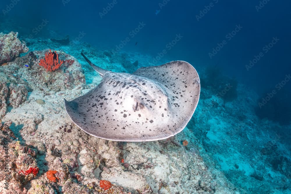 Blotched Fantail Ray (Taeniurops meyeni)