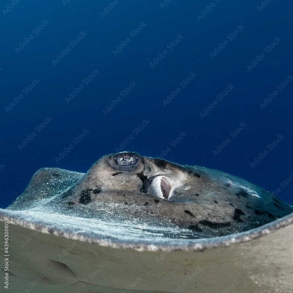 Round ribbontail ray (Taeniura meyeni) in Maldives