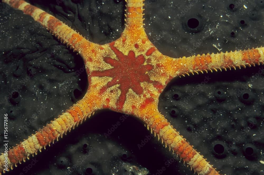 Ruby Brittle Star (Ophioderma rubicundum) on a sea sponge, Mediterranean Sea