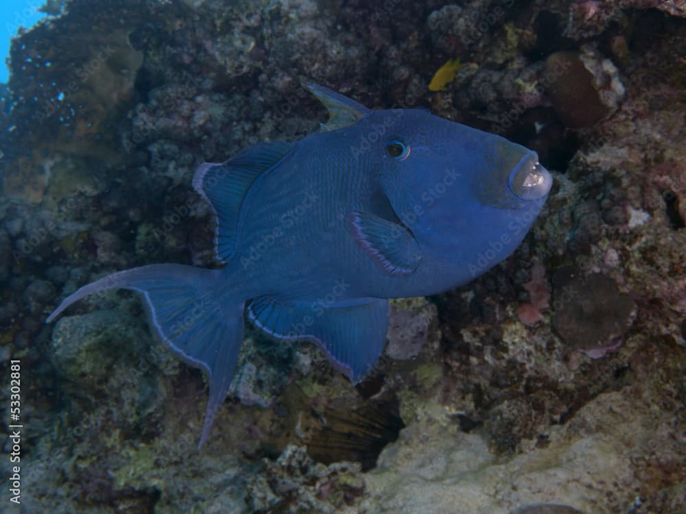 Blue triggerfish