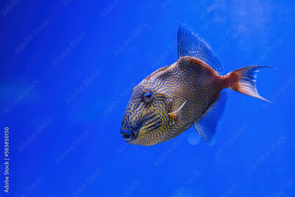 Underwater shot of Pseudobalistes fuscus fish