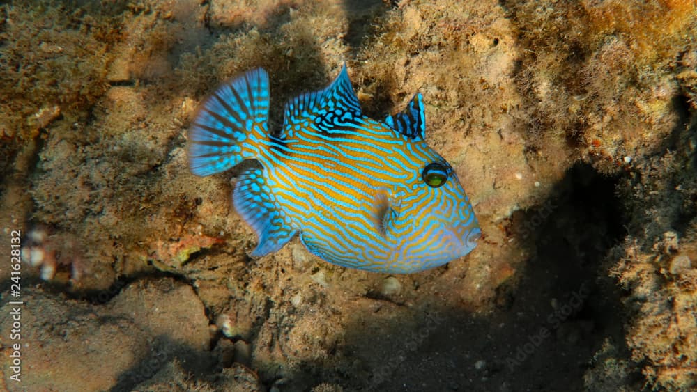 Blue Triggerfish - Pseudobalistes fuscus