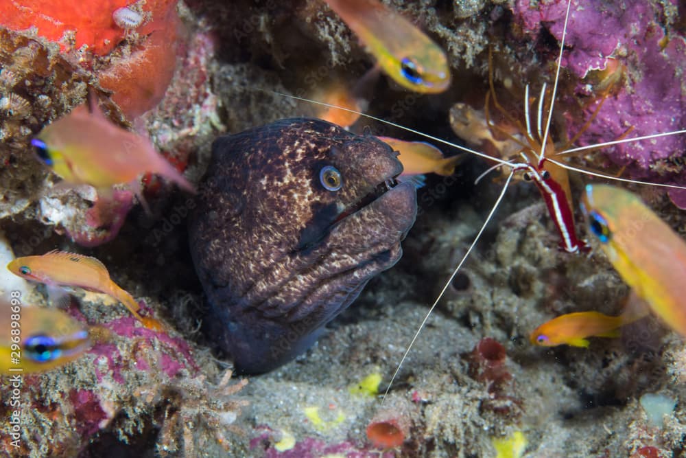 Blackcheek moray or Masked moray (Gymnothorax breedeni) eel, with its head sticking out surrounded with cardinal fish and a shrimp at a cleaning station.