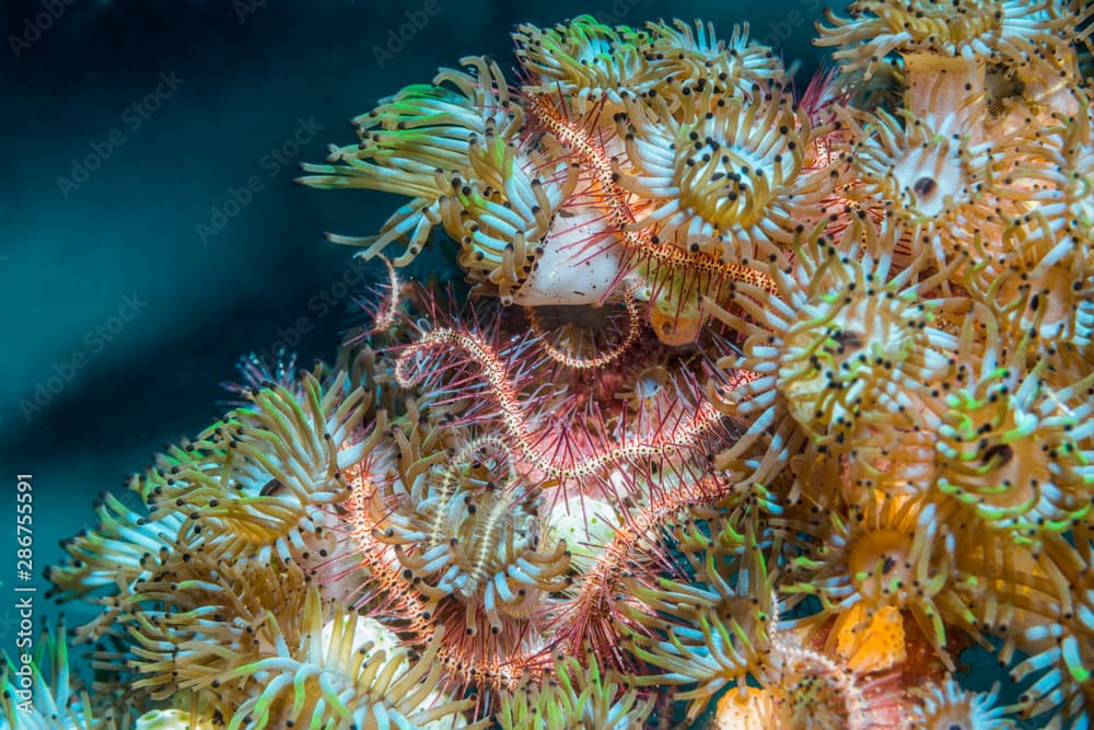 Close up of dark red spined brittle star and Colonial anemones