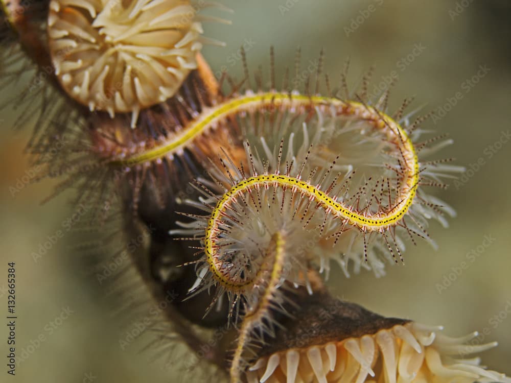 Brittle star detail, Schlangenstern Detail (Ophiothrix purpurea) 