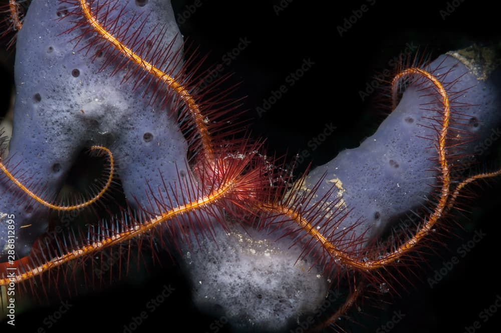 Brittle star on sponge