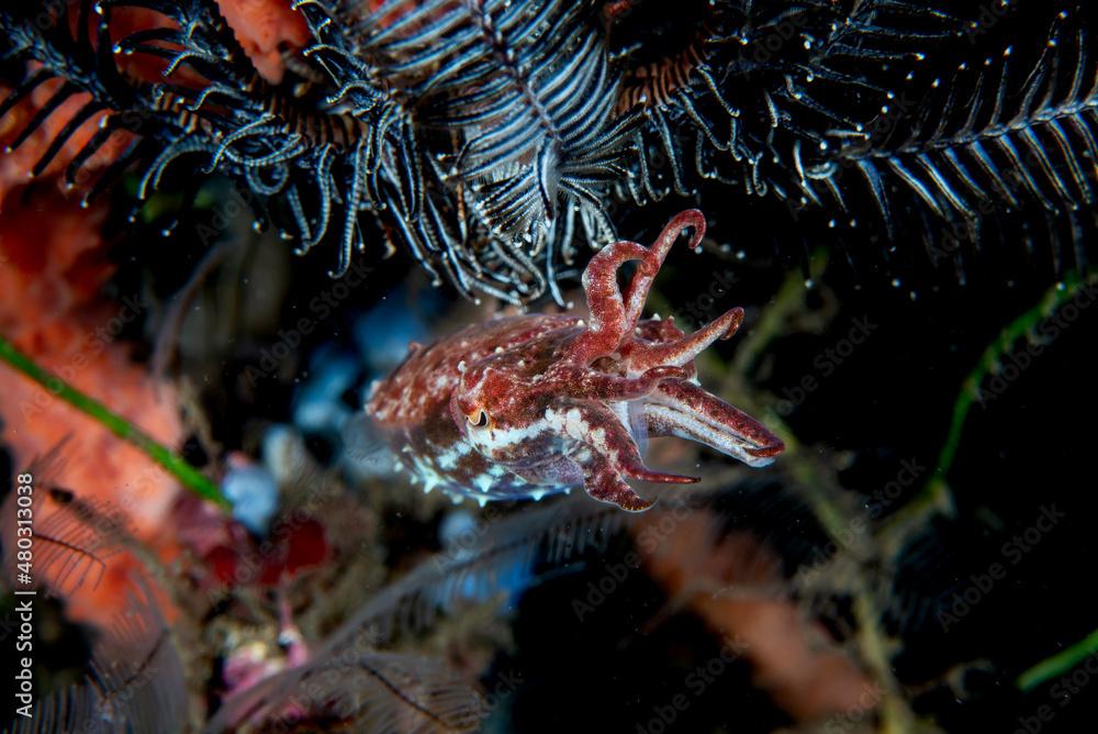 Needle Cuttlefish Sepia aculeata