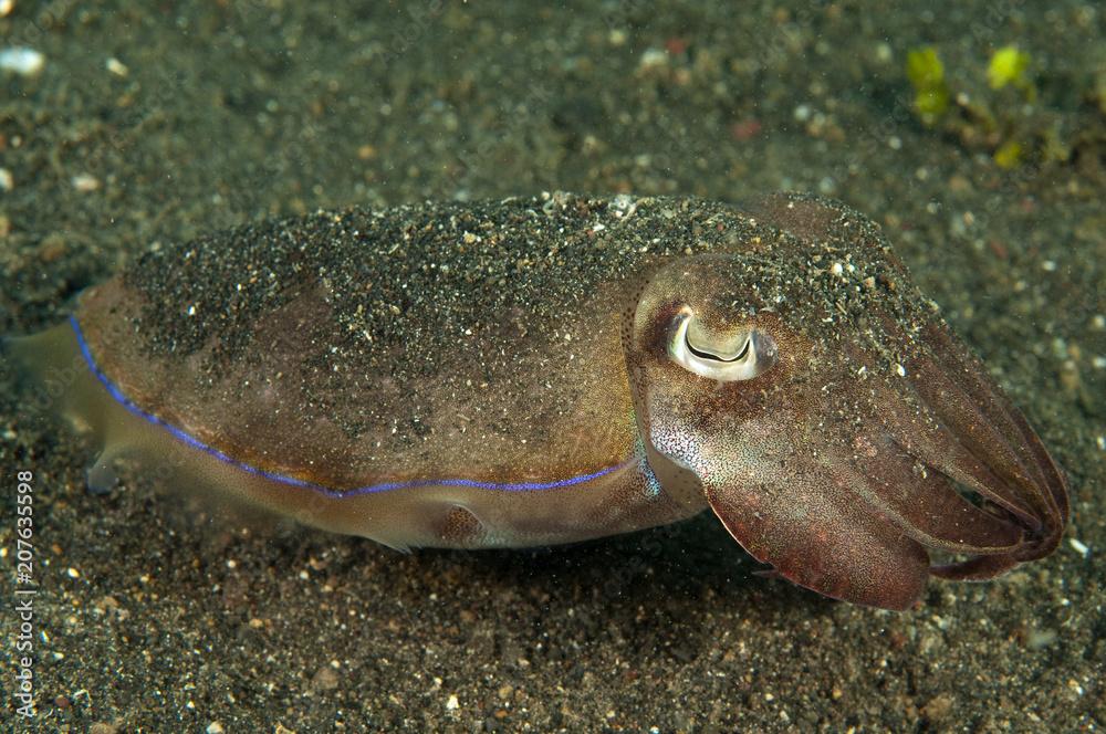 Needle cuttlefish, Sepia aculeata, Sulawesi Indonesia.