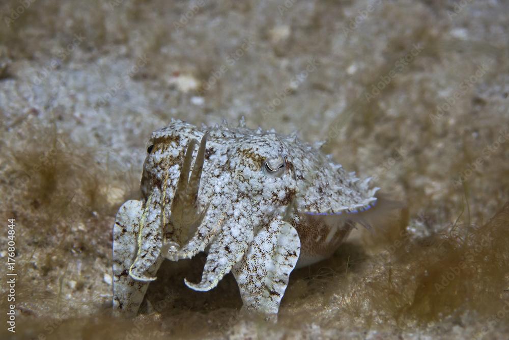 Needle Cuttlefish, Nadelsepia (Sepia aculeata)