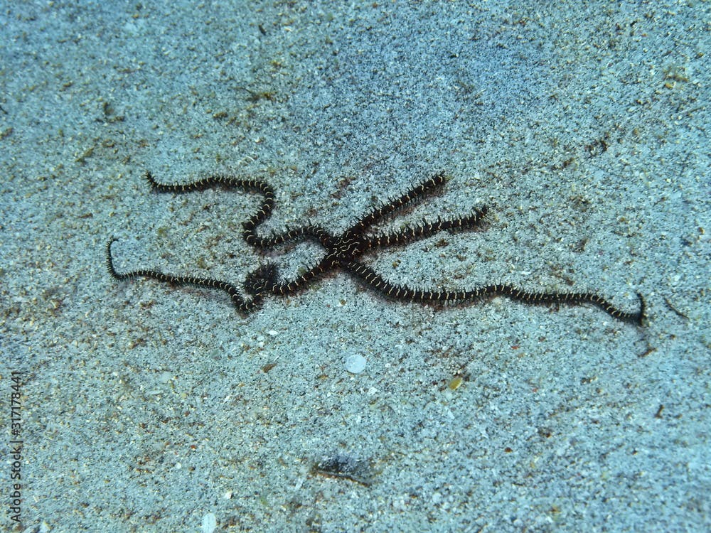 The amazing and mysterious underwater world of Indonesia, North Sulawesi, Manado, brittlestar