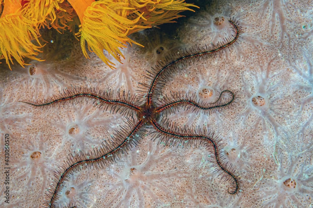 Brittle stars, serpent stars at night