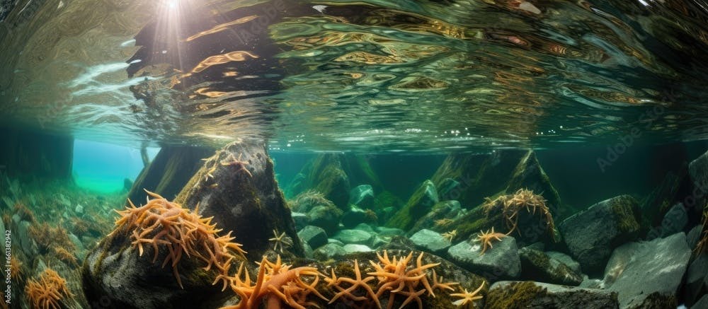 The Channel Islands in California are home to a kelp forest where many fish and invertebrates live among brittle stars on the rocky bottom With copyspace for text