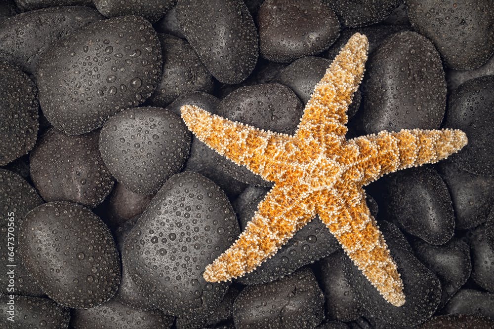 Starfish on wet black stones