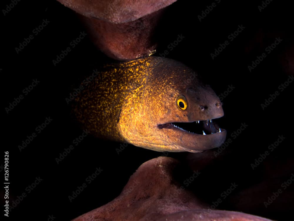 Yellow-edged moray in a barrel sponge