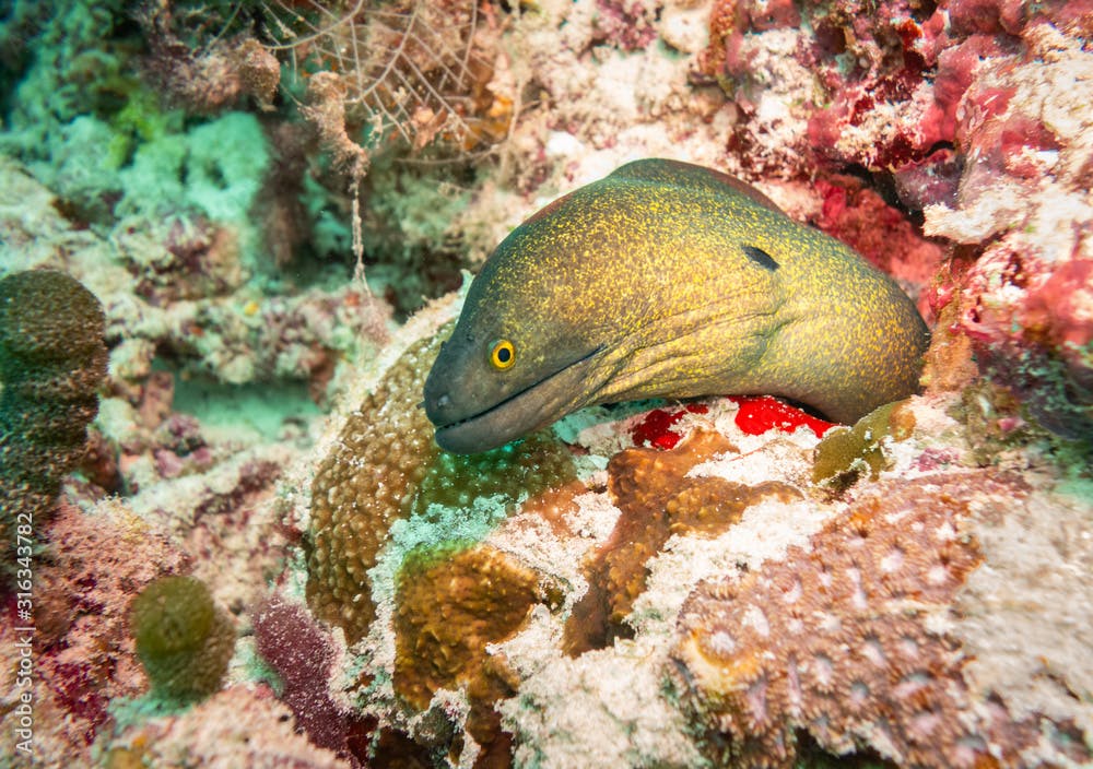 Yellow-edged Moray Eel, The Maldives