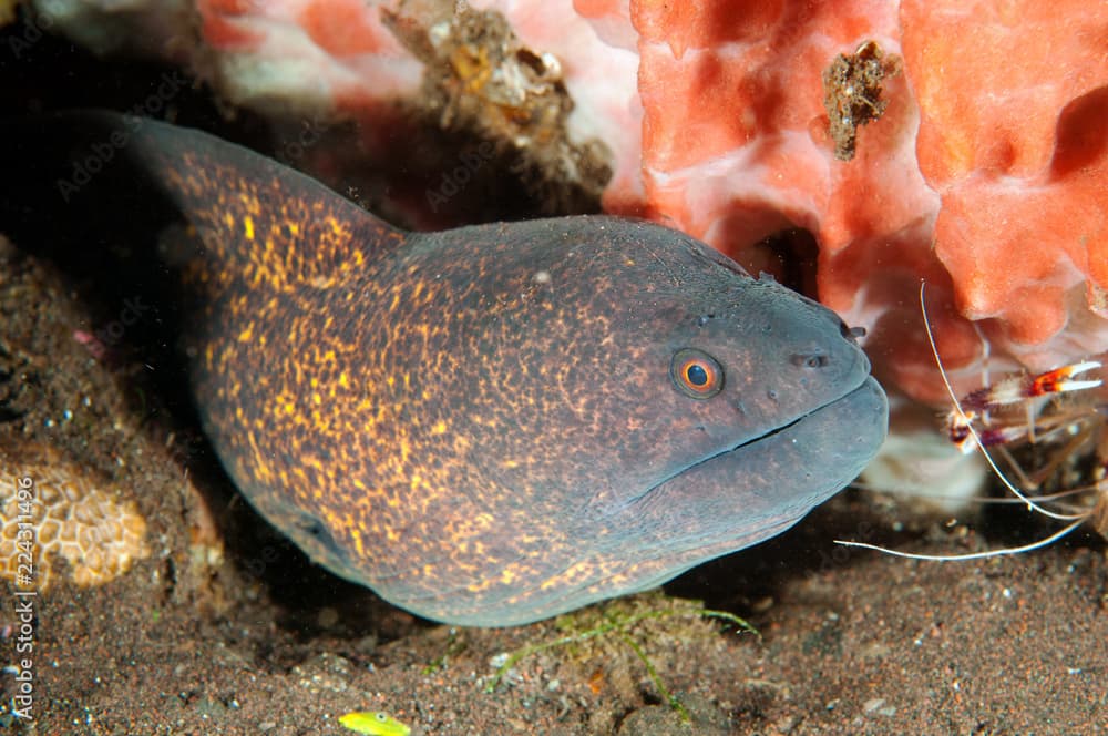 Yellowmargin moray, Gymnothorax flavimarginatus, Bali Indonesia.