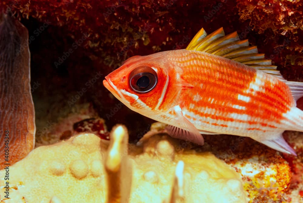 Longjaw Squirrelfish in Little Cayman