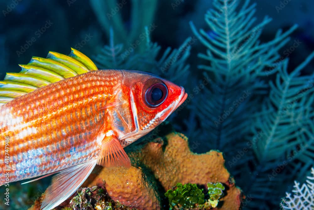 Longjaw Squirrelfish swimming over the reef in Little Cayman