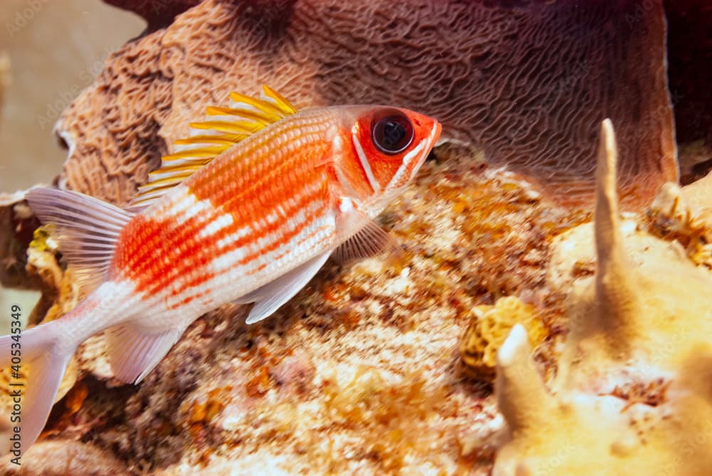 Longjaw Squirrelfish in Little Cayman