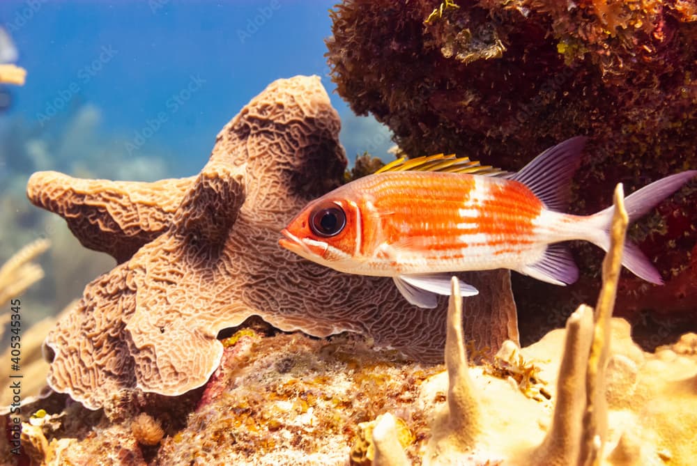 Longjaw Squirrelfish in Little Cayman