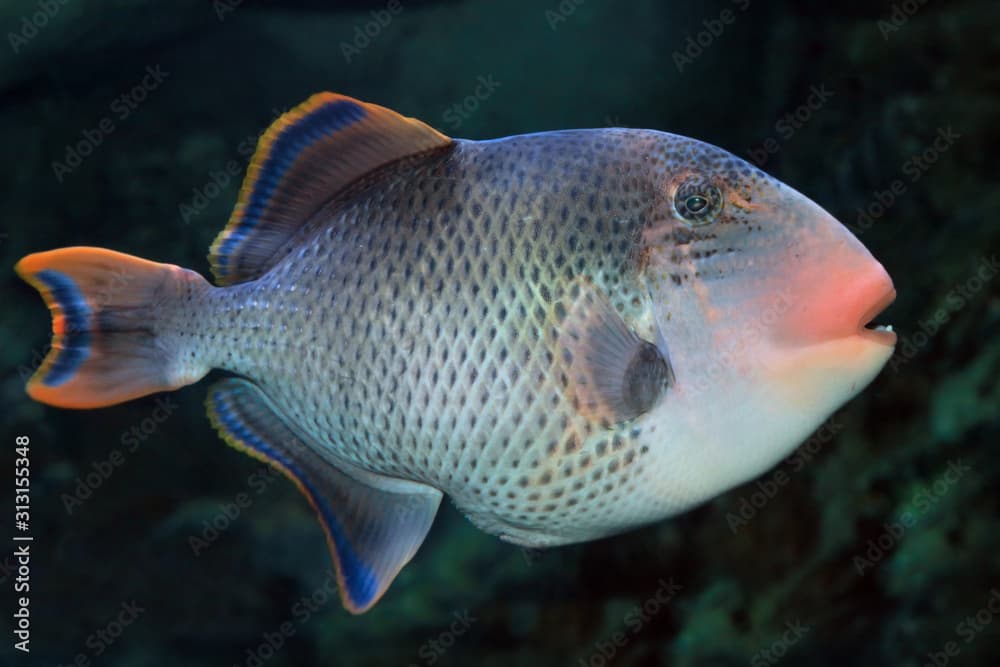 Yellowmargin triggerfish (Pseudobalistes flavimarginatus)