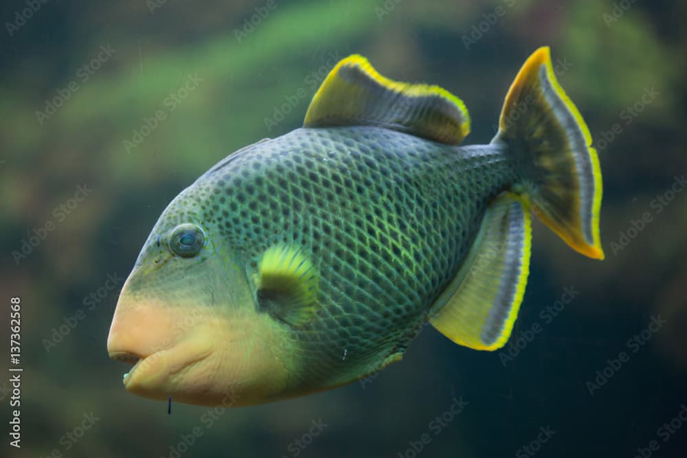 Yellowmargin triggerfish (Pseudobalistes flavimarginatus).