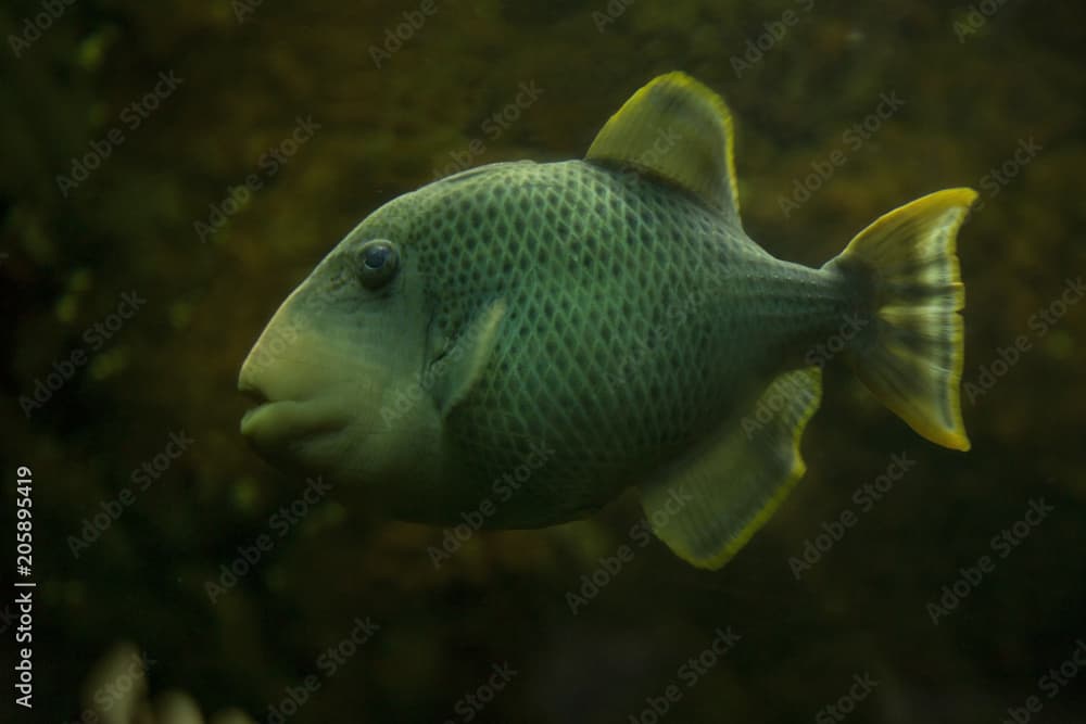 Yellowmargin triggerfish (Pseudobalistes flavimarginatus).