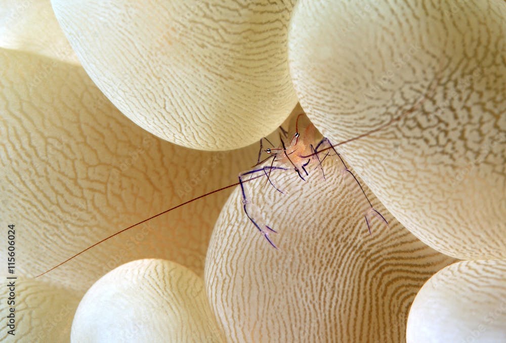 Macro portrait of Bubble Coral Shrimp