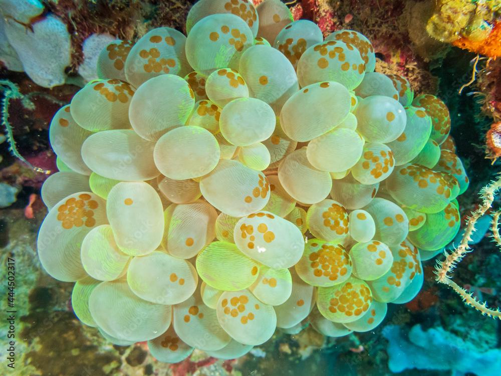 Bubble coral (Plerogyra sinuosa) with Acoel Flatworms (convolutidae) at Adrian's Cove dive site, Limasawa Island in Sogod Bay, Southern Leyte, Philippines.  Underwater photography and travel.