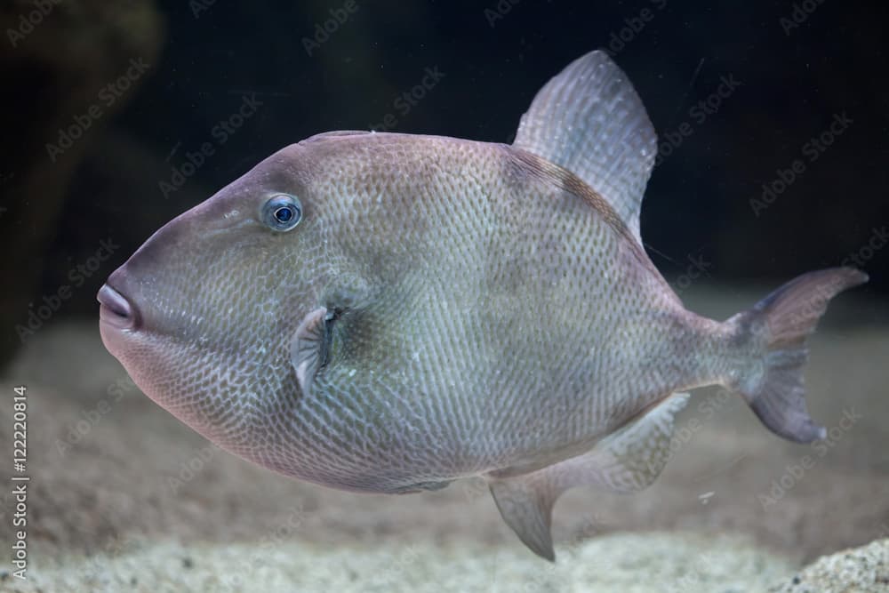 Grey triggerfish (Balistes capriscus).