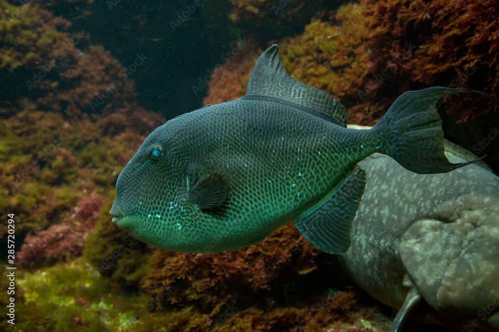 Grey triggerfish (Balistes capriscus).