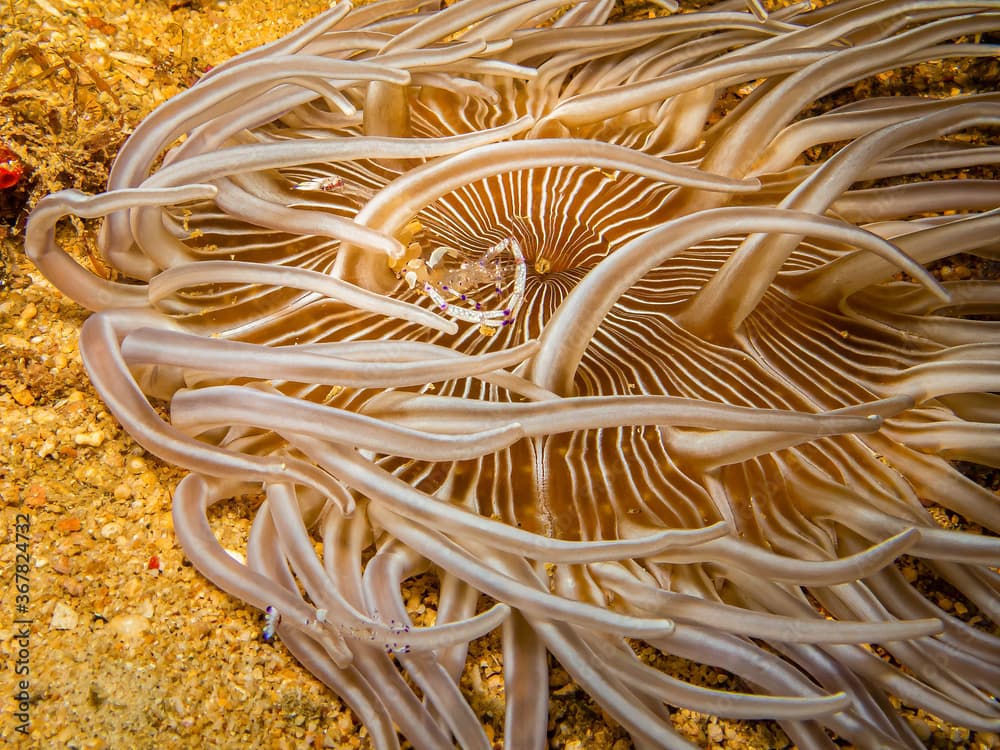 Holthuis Cleaner Shrimp, Ancylomenes holthuisi at a Puerto Galera tropical coral reef in the Philippines. This transparent shrimp is hiding among the tentacles of a beautiful sea anemone