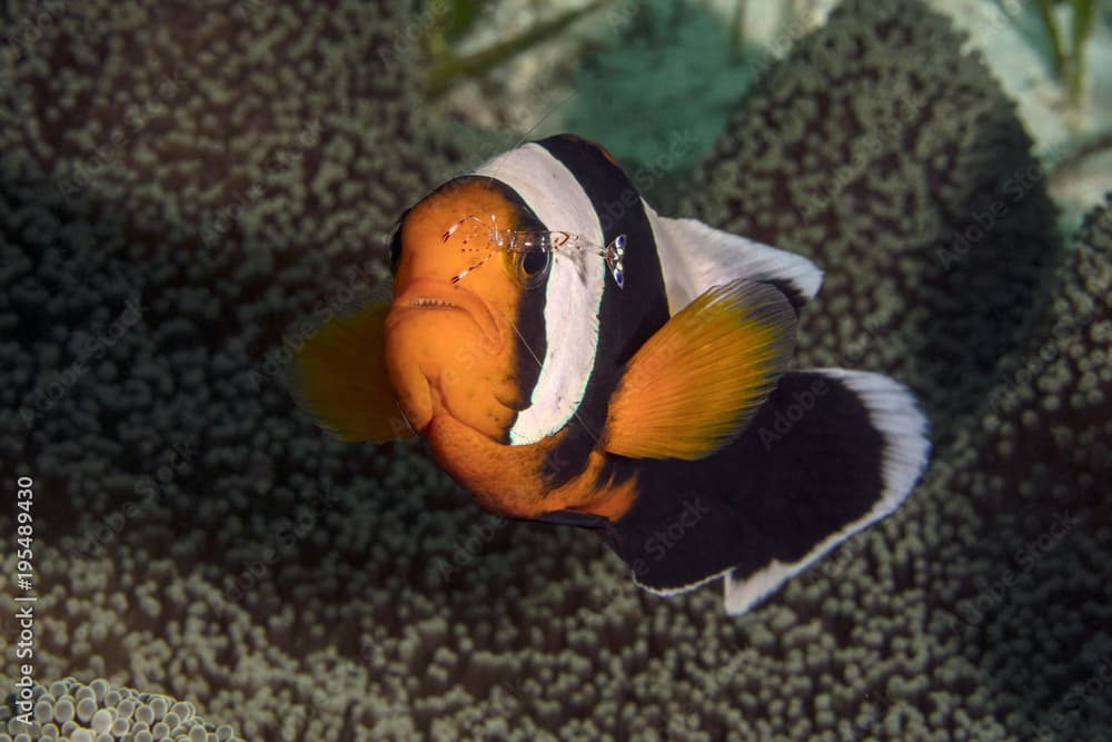 Ancylomenes holthuisi cleaning Anemonefish