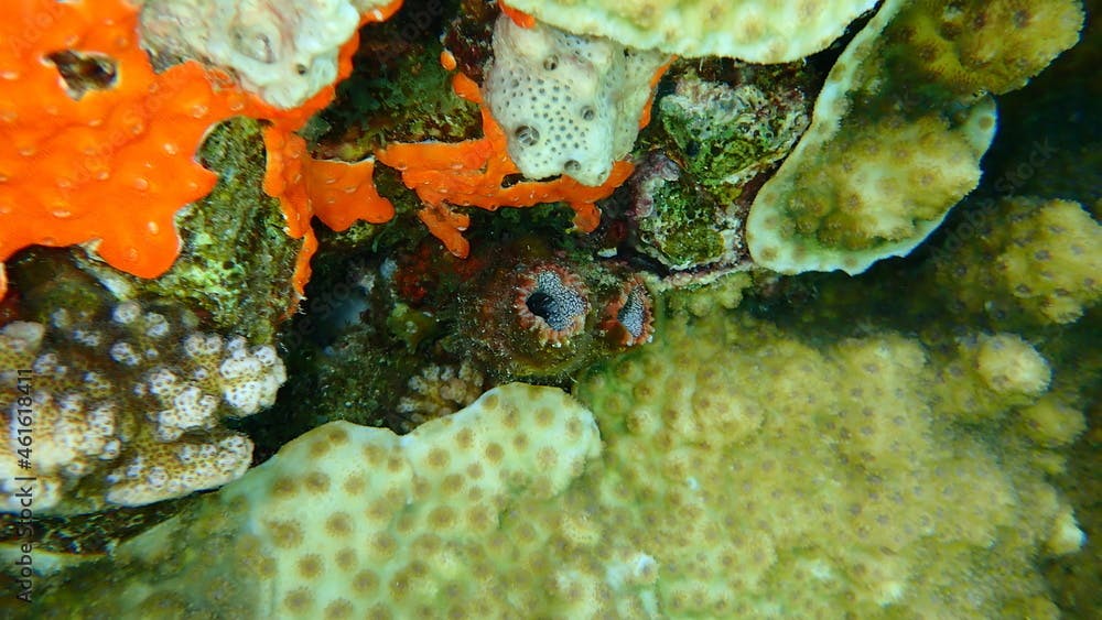Ascidia tunicate Polycarpa pigmentata and colonial tunicate Didemnum moseleyi undersea, Red Sea, Egypt, Sinai, Ras Mohammad national park