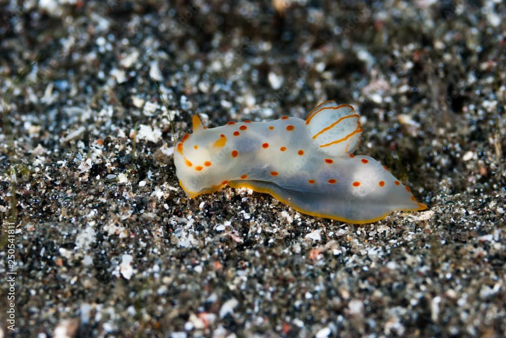 Gymnodoris ceylonica Nudibranch