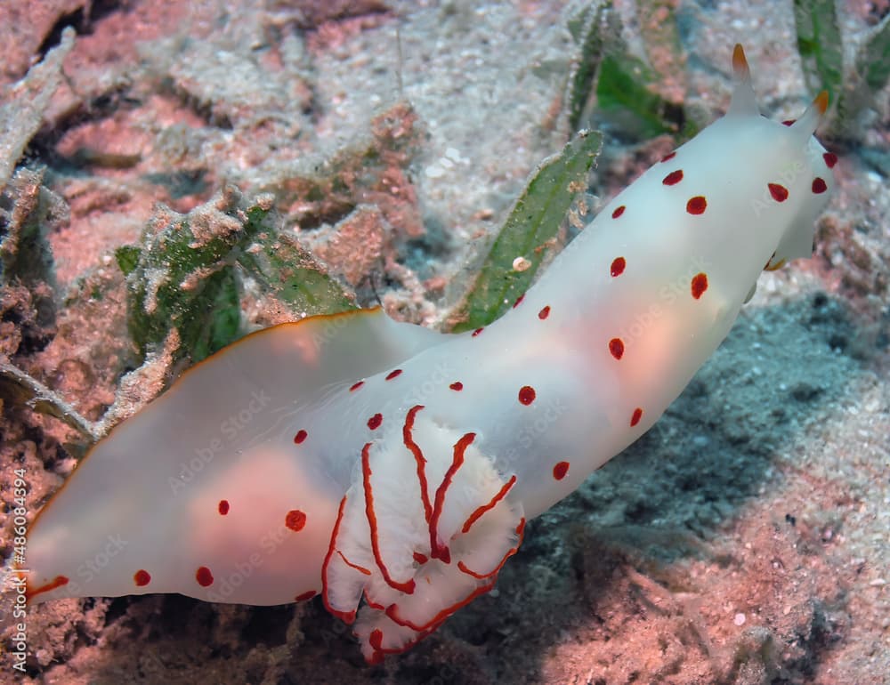 A Ceylon Gymnodoris (Gymnodoris ceylonica) in the Red Sea, Egypt